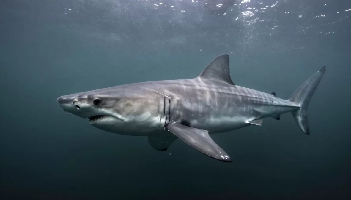 Greenland shark swimming in dark Arctic waters showing ancient features