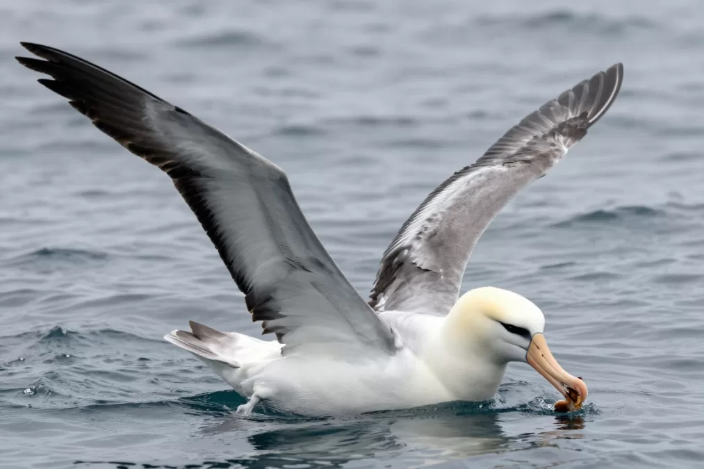 Grey-headed albatross feeding on water surface