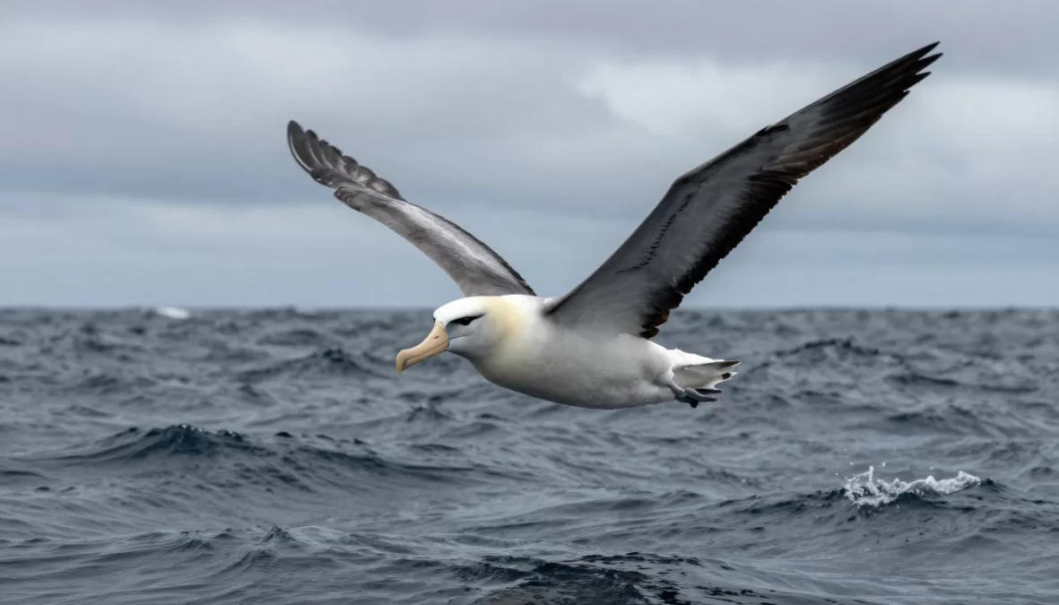 Grey-headed albatross soaring over ocean waves