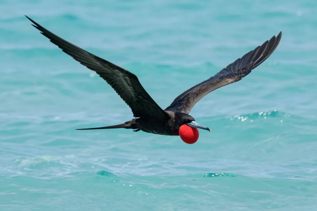Magnificent frigatebird soaring over ocean with distinctive wing shape
