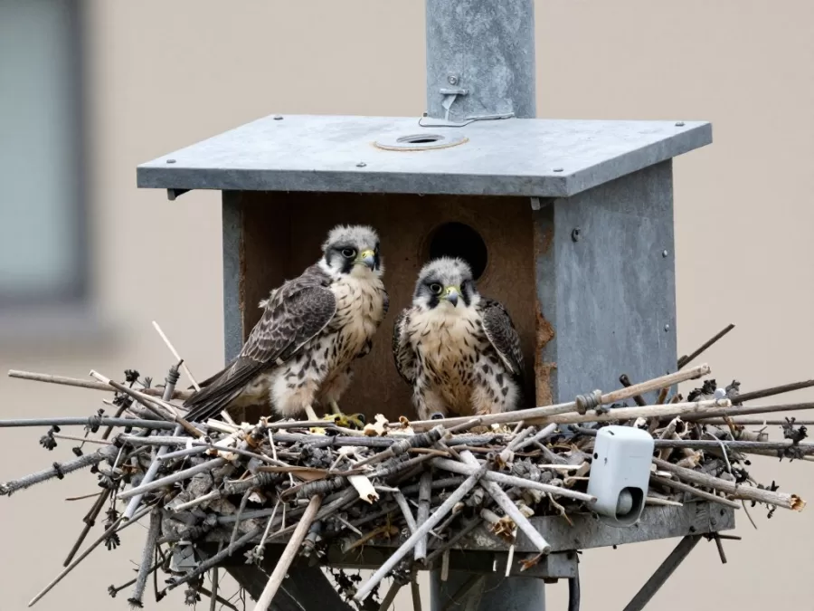 Peregrine falcon chicks in protected nest box