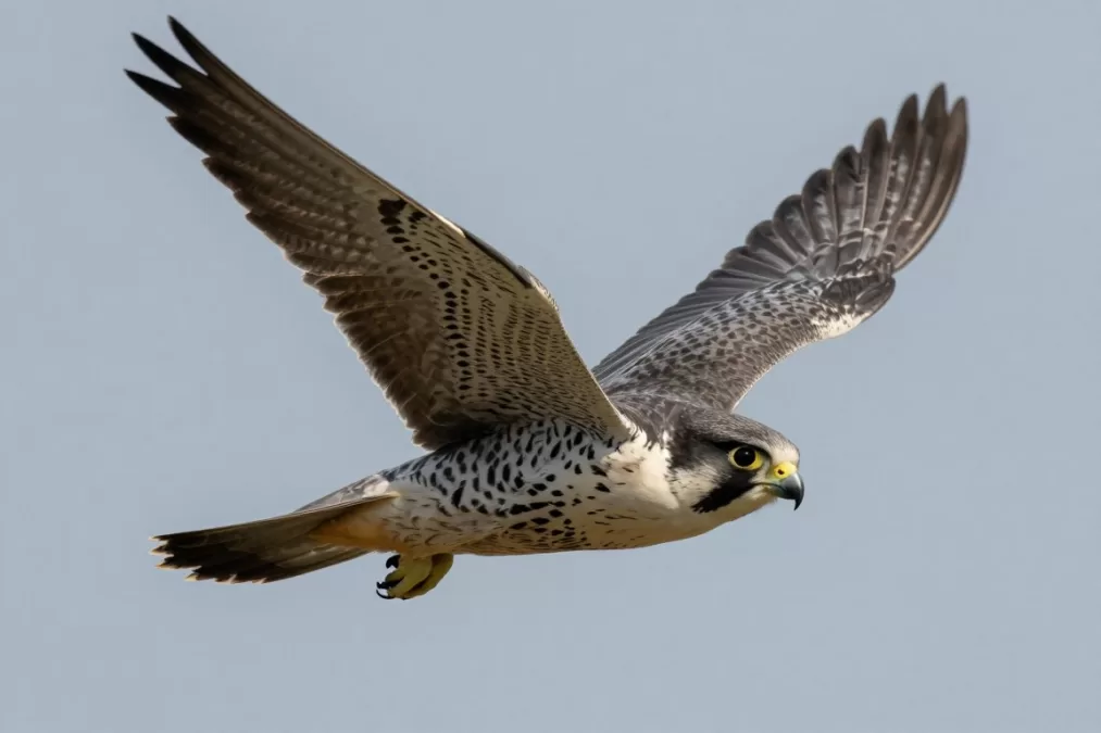Peregrine falcon in hunting dive position