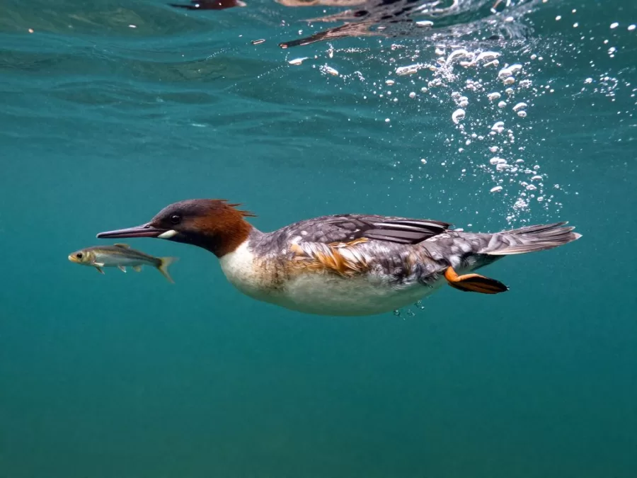 Red-breasted merganser diving underwater