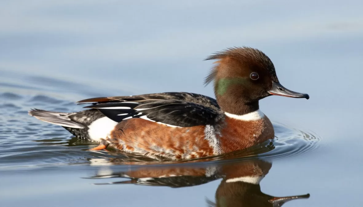 Red-breasted merganser drake swimming showing distinctive crest