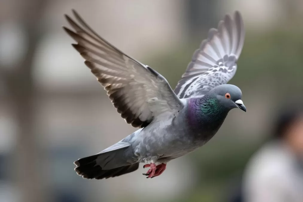 Rock dove pigeon in fast flight