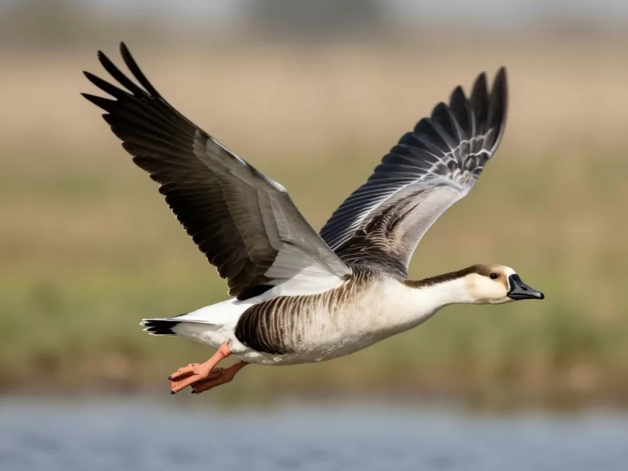 Spur-winged goose in flight showing large wingspan