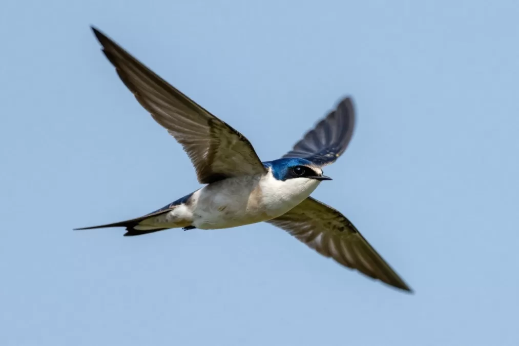 White-throated needletail swift in flight showing distinctive markings