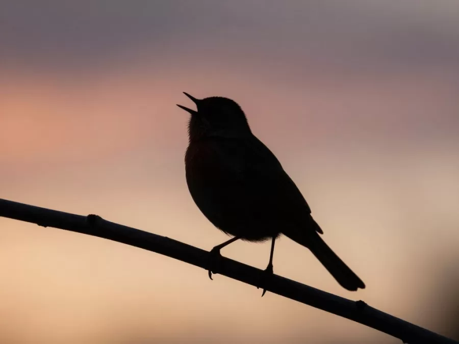 bird singing at dawn with sunrise background
