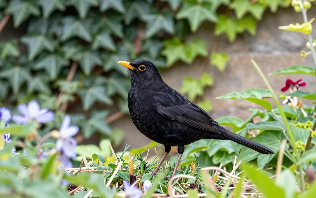 eurasian blackbird in garden habitat