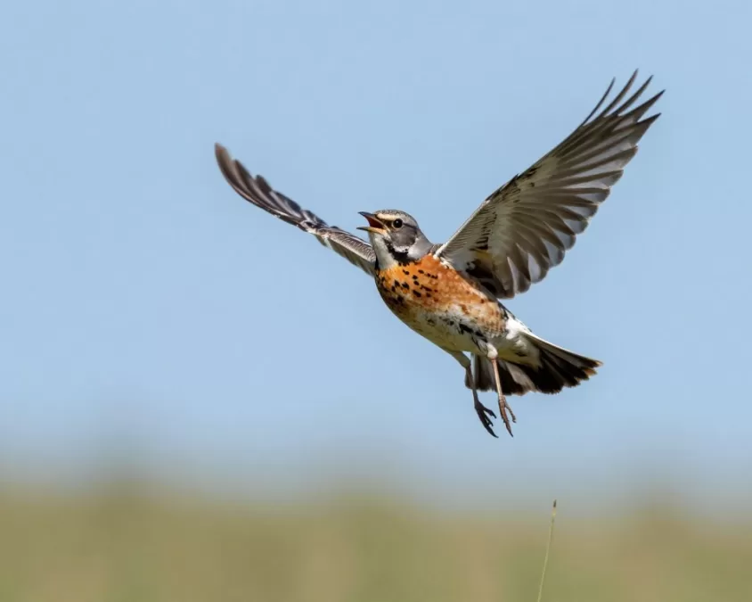 eurasian skylark singing in flight above grassland