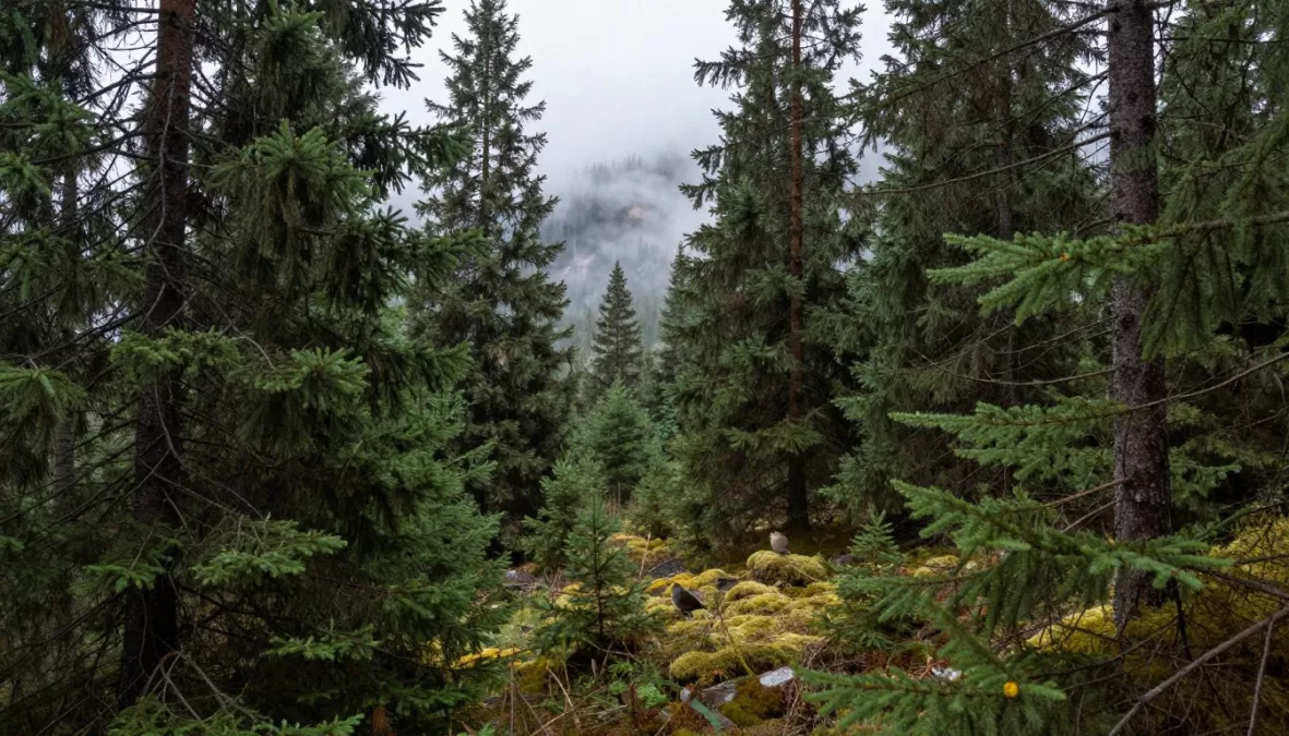 hermit thrush mountain forest breeding habitat