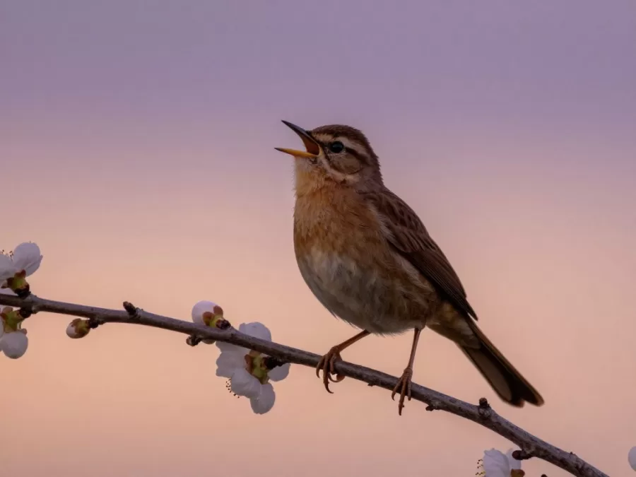 nightingale bird singing on a branch during evening twilight