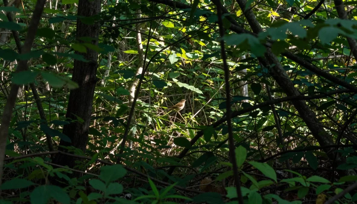 nightingale habitat showing dense forest vegetation