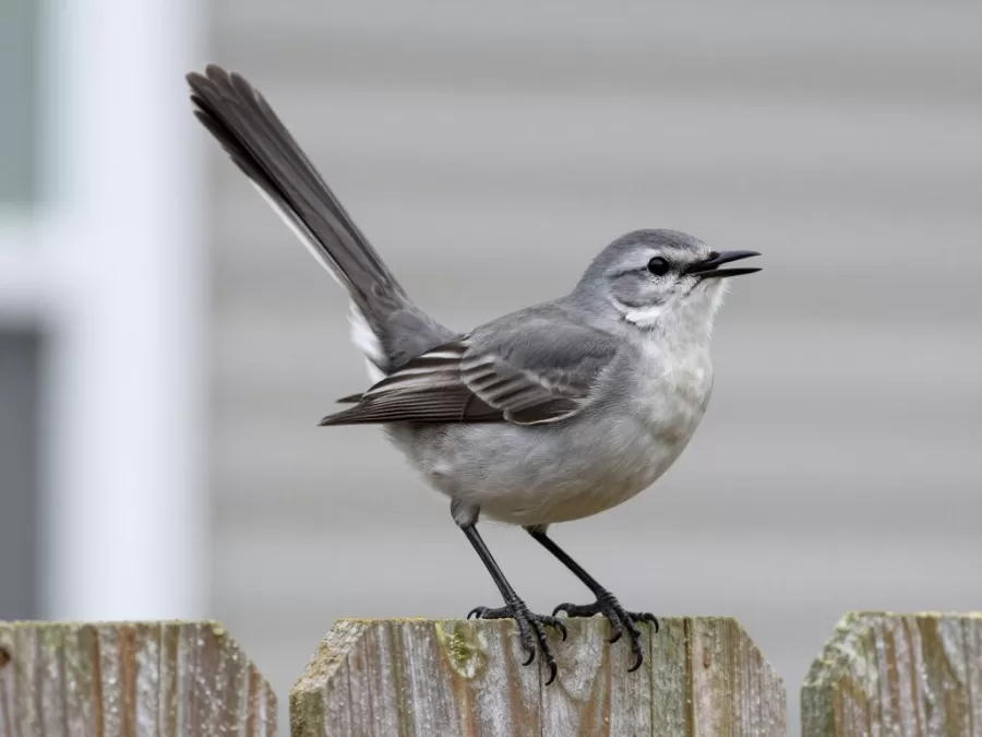 northern mockingbird singing from elevated perch