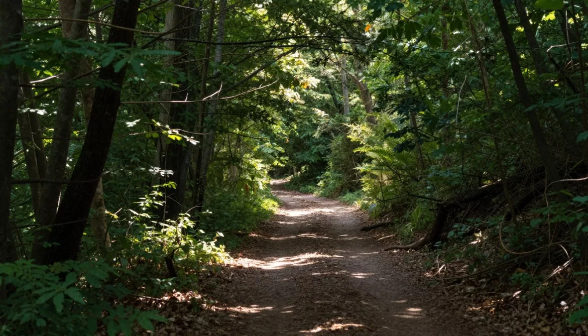 peaceful forest trail perfect for bird watching