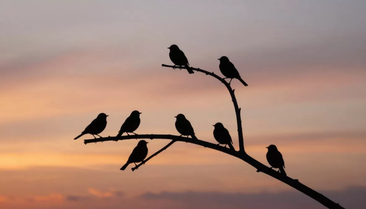 peaceful nature scene with songbird silhouettes at sunset