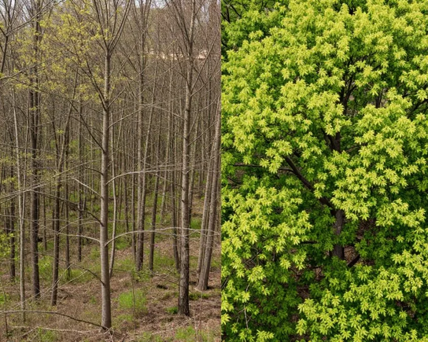 seasonal forest showing spring and summer transition