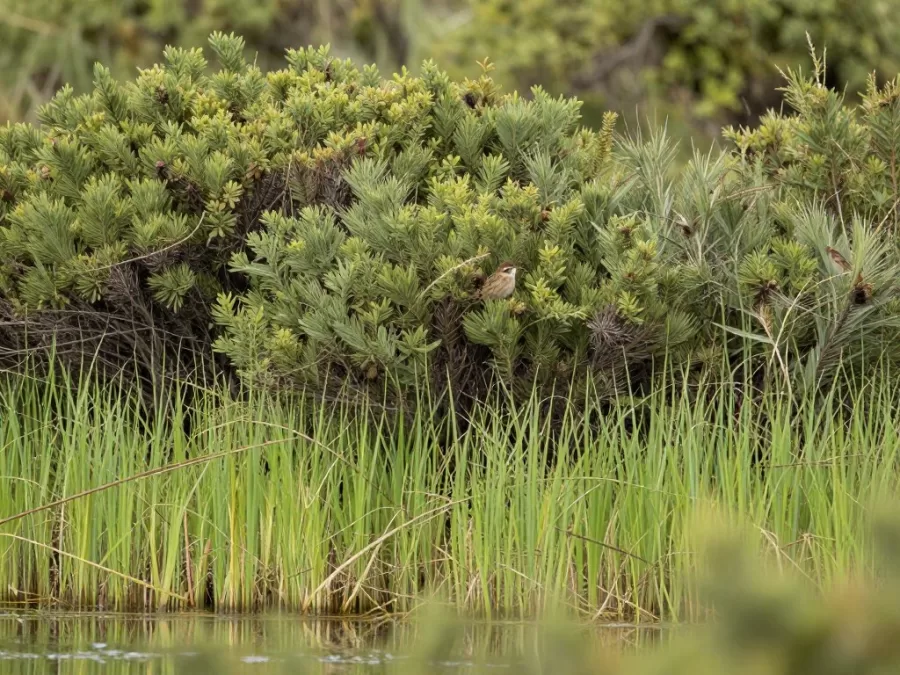 song sparrow habitat showing brushy vegetation