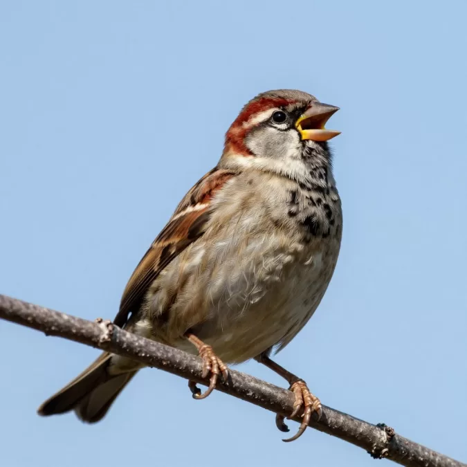 song sparrow perched on a branch singing