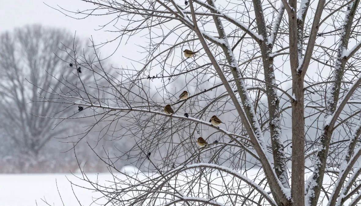 winter landscape with resident songbirds