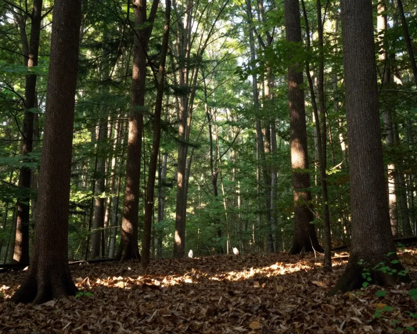 wood thrush natural forest habitat in north america