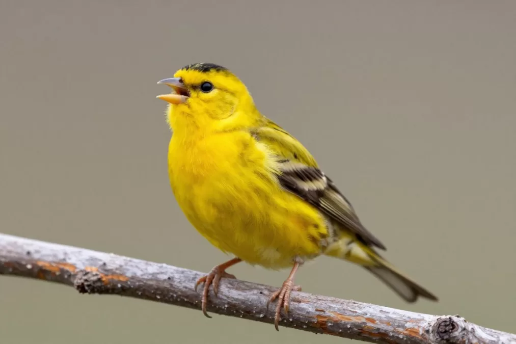 yellow canary bird singing in bright setting