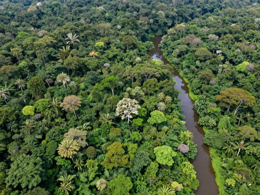 Amazon rainforest along Brazilian border