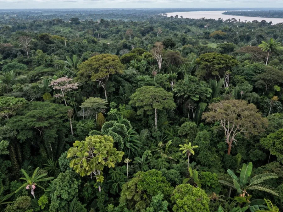 Congo rainforest along border region