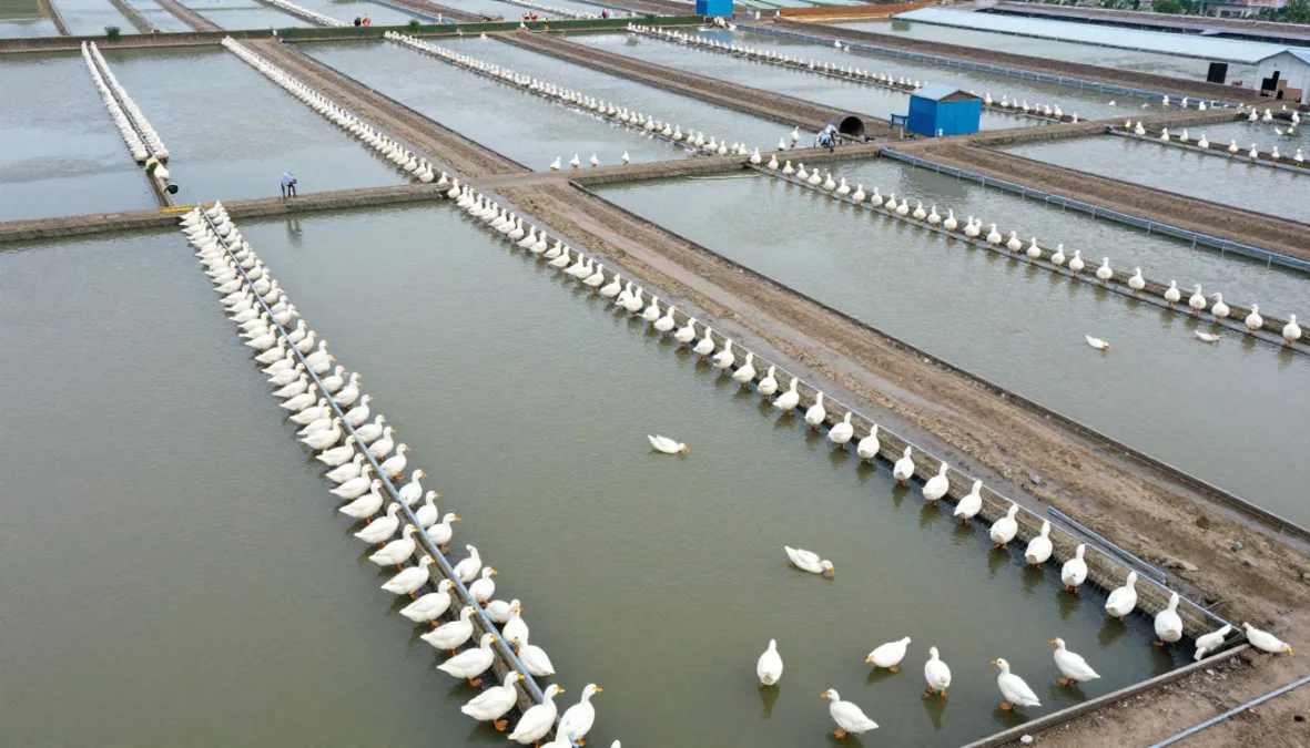 Duck farming operations in Asia showing production scale