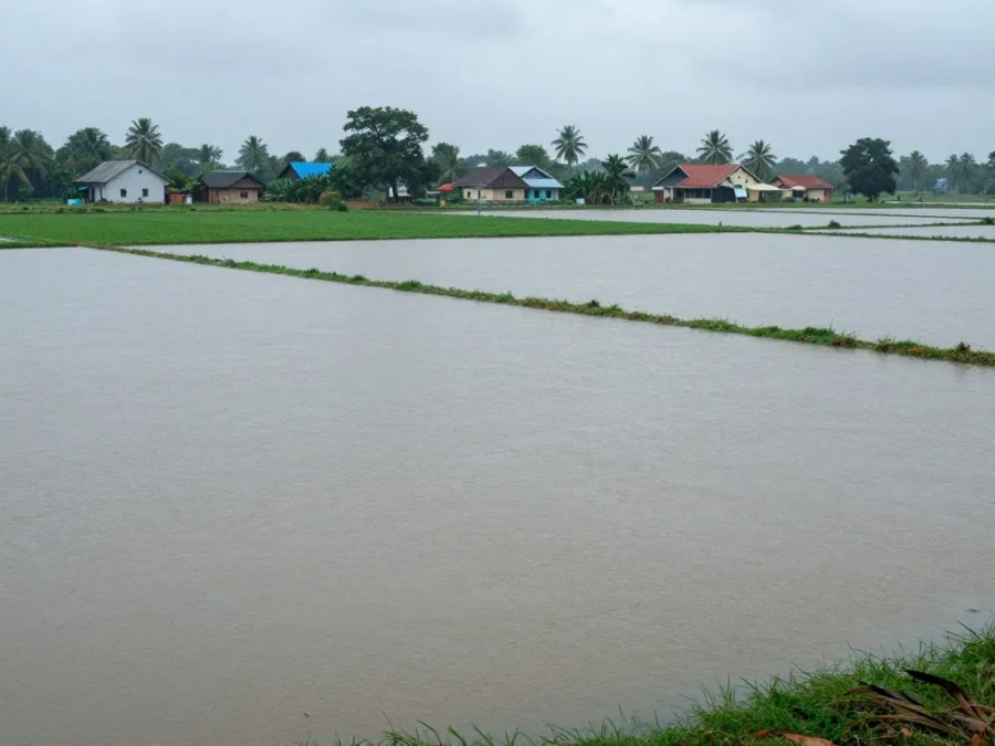 Flooded agricultural crops in India