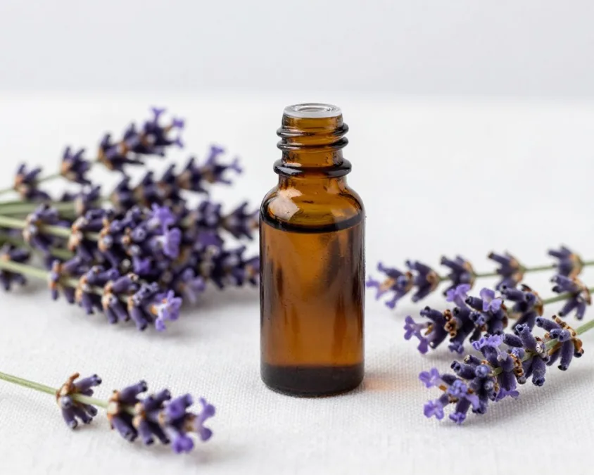 lavender essential oil massage blend with fresh lavender flowers