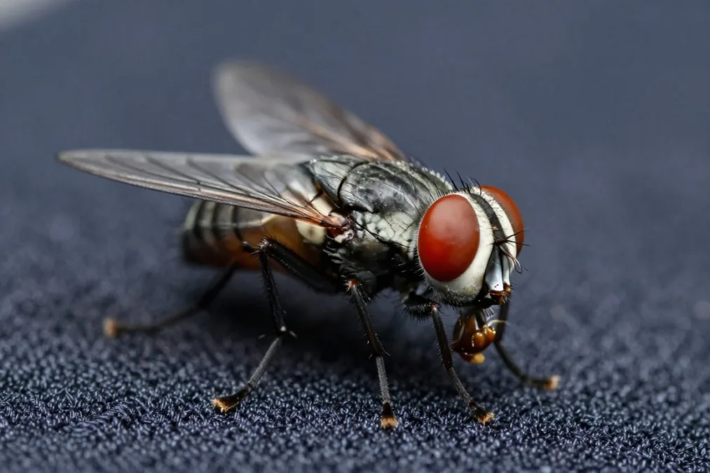 stable fly biting through fabric showing aggressive feeding behavior