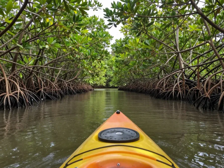 Goa mangrove kayaking