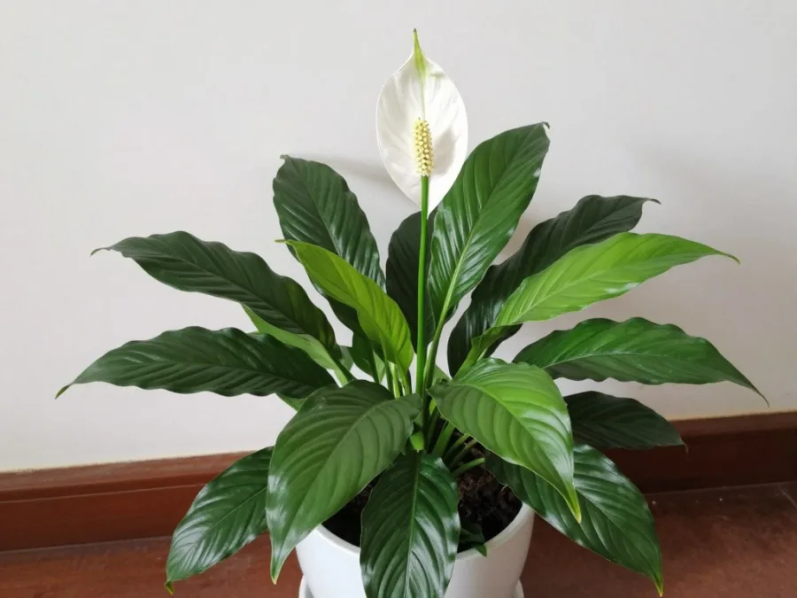peace lily with white flowers and green leaves indoors
