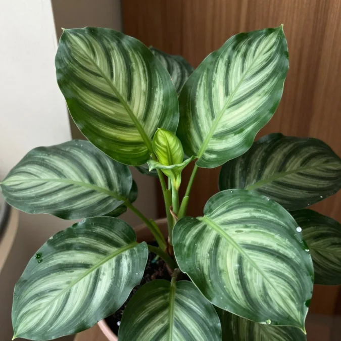 prayer plant leaves in a humid indoor room