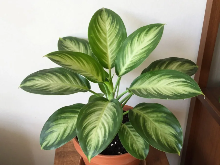 prayer plant with patterned leaves in bright indirect light