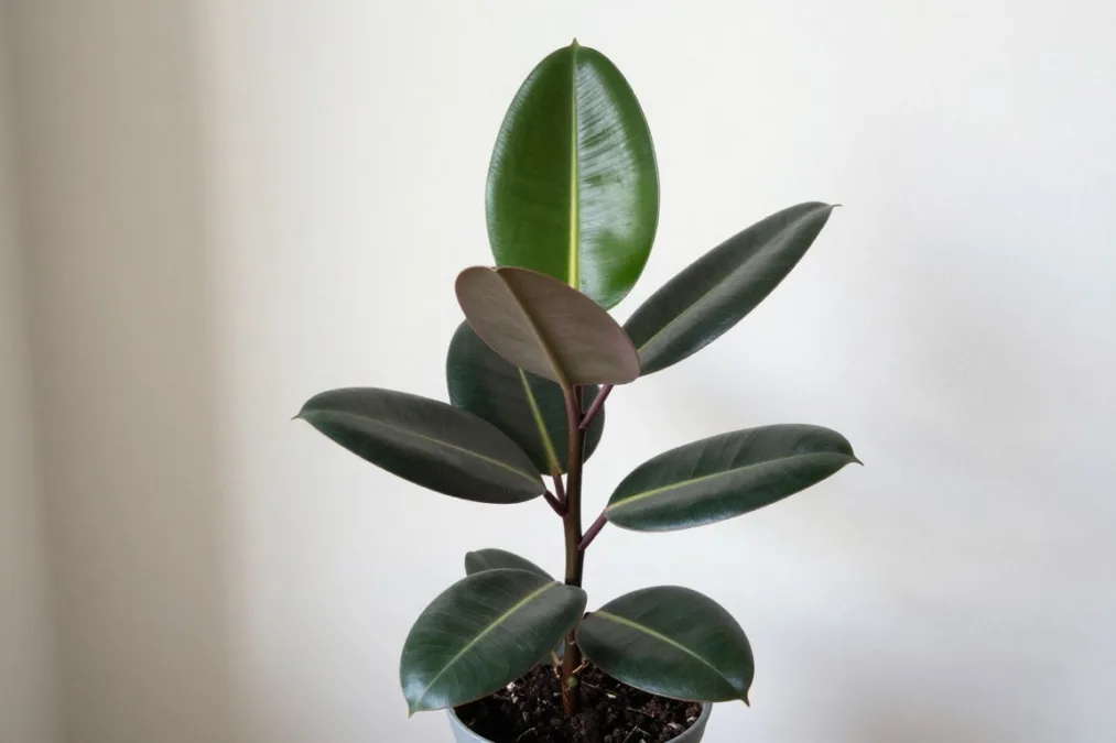 rubber plant with broad dark green leaves indoors
