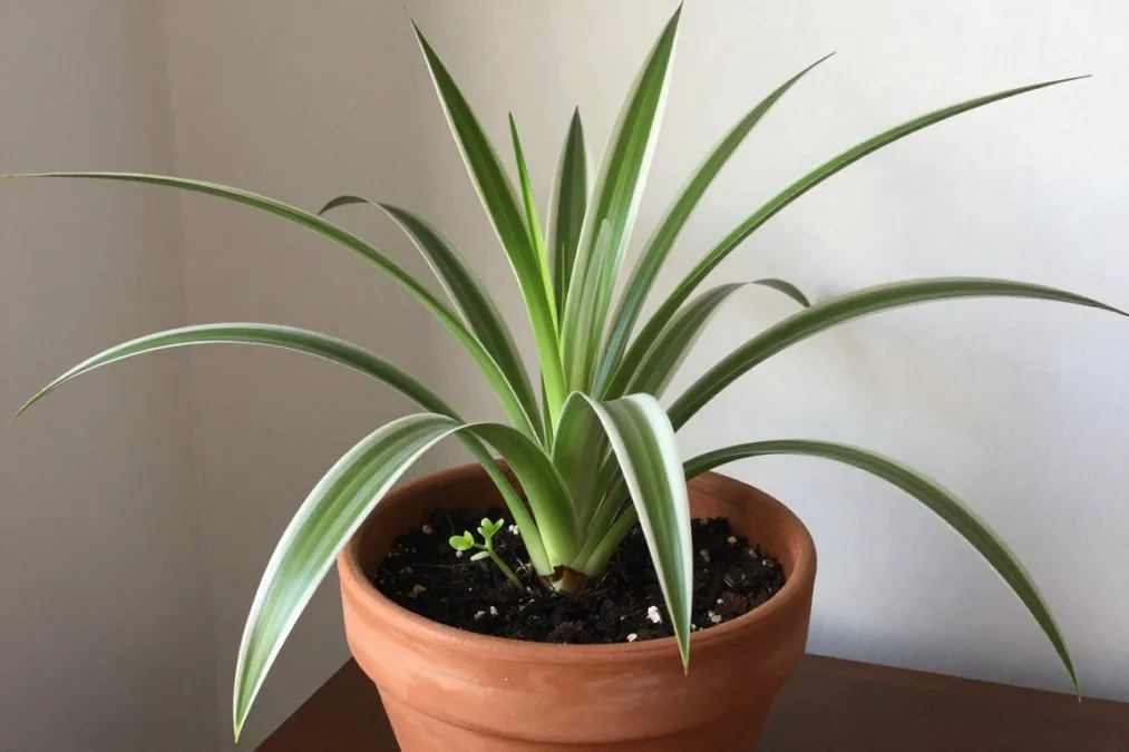 spider plant with arching striped leaves and plantlets