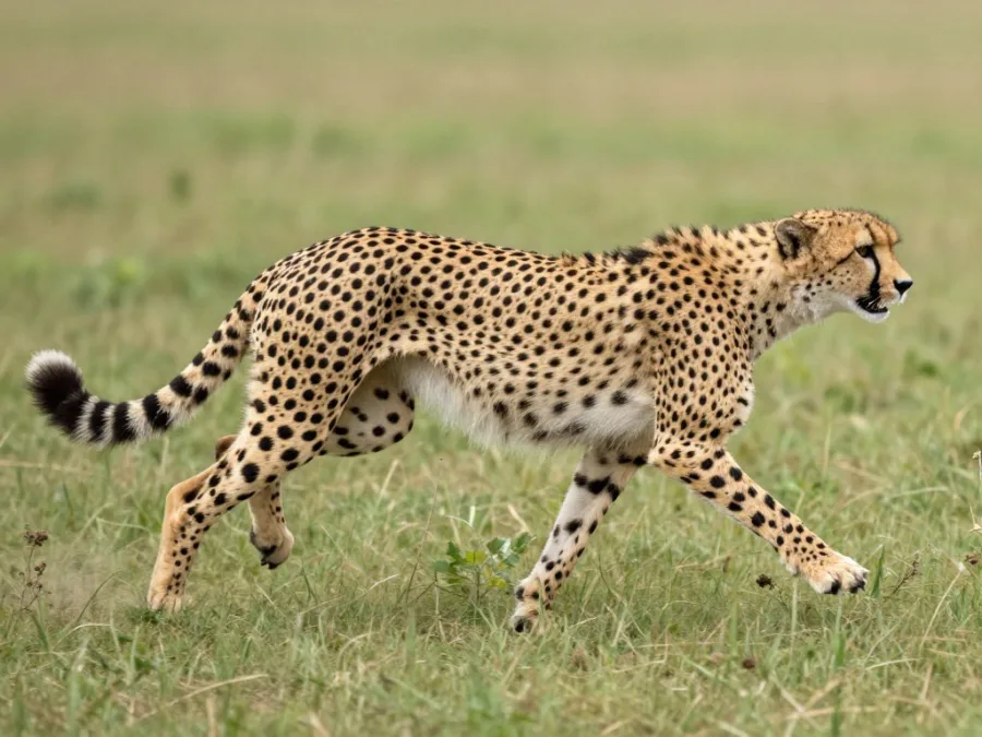 A cheetah stretching its flexible spine during a stride A cheetah stretching its flexible spine during a stride