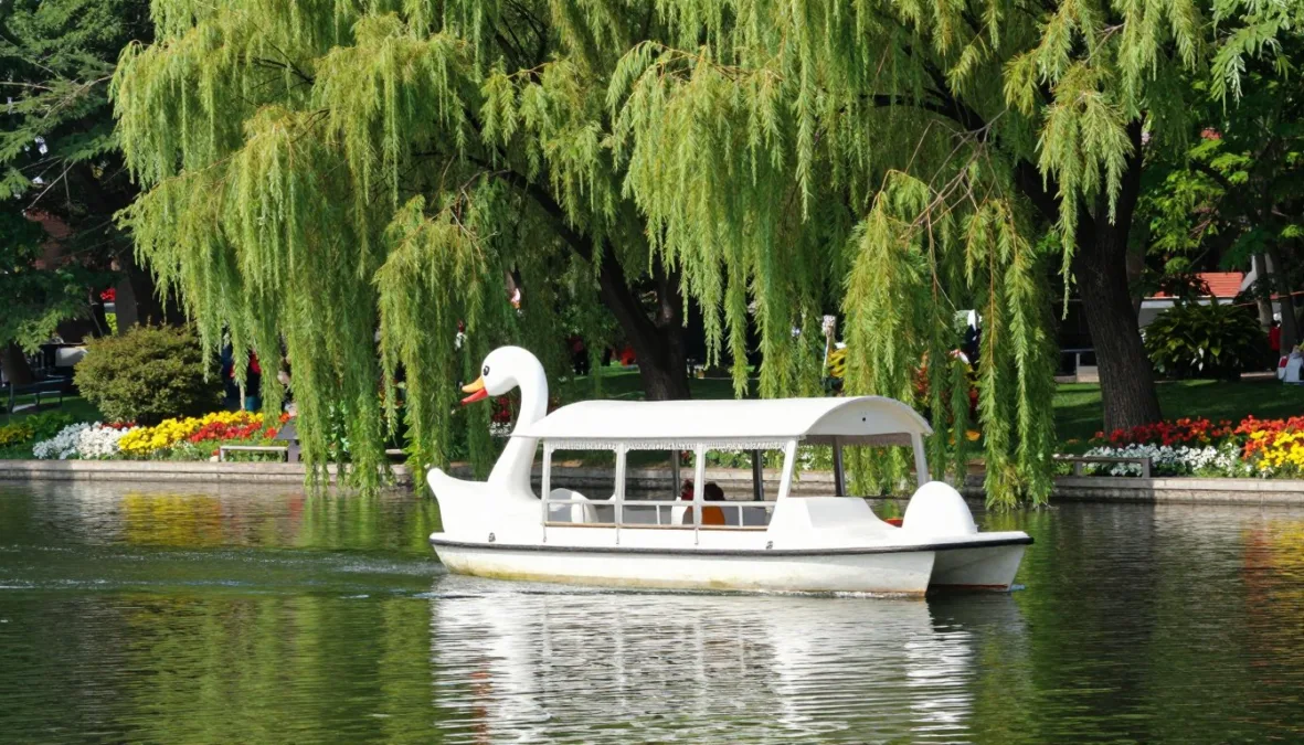 A decorative pedal-powered Swan Boat carrying passengers across a calm lagoon surrounded by weeping willows A decorative pedal-powered Swan Boat carrying passengers across a calm lagoon surrounded by weeping willows