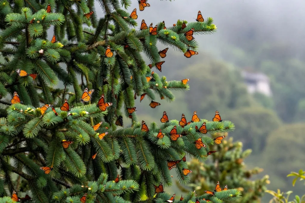 A dense cluster of monarch butterflies resting on oyamel fir tree branches