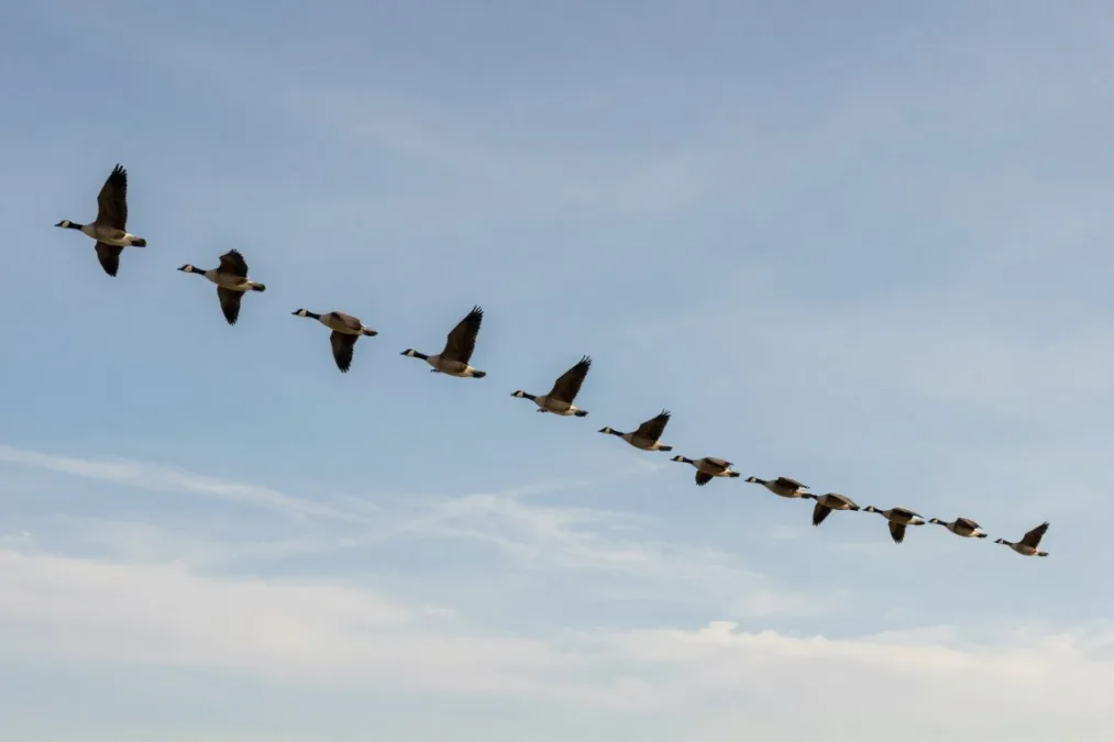 A flock of Canada geese flying in a classic V-formation against a clean blue sky