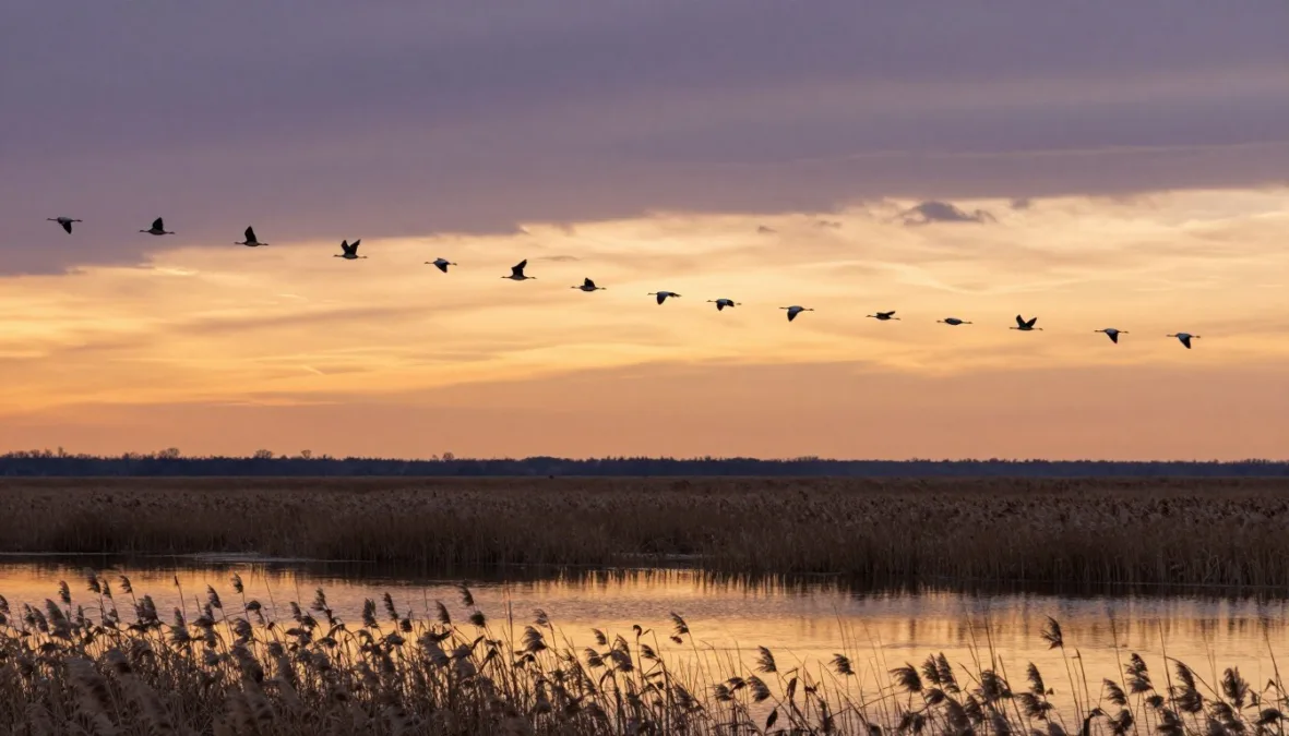 A flock of migratory birds flying across a vibrant evening sky over an open wetland