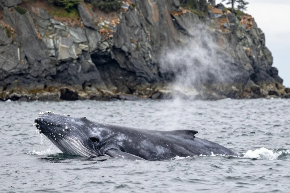 A gray whale surfacing along a rugged coastal shoreline A gray whale surfacing along a rugged coastal shoreline
