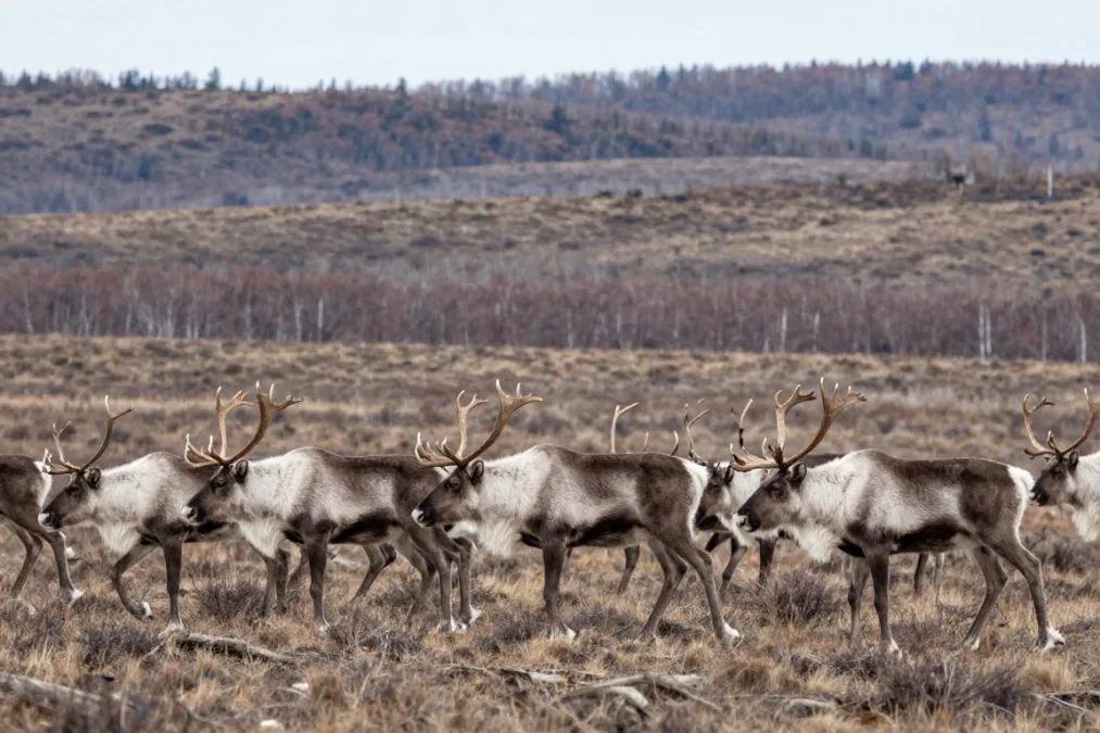 A herd of caribou walking across vast subarctic tundra under an overcast sky
