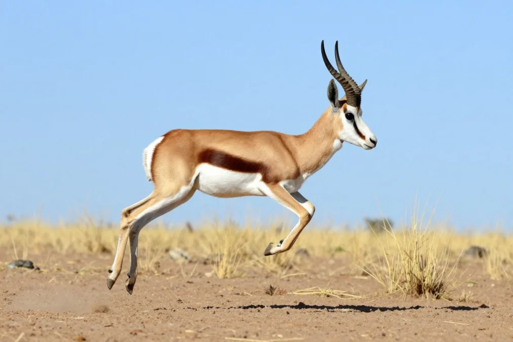 A herd of springbok moving across the arid Kalahari landscape A herd of springbok moving across the arid Kalahari landscape