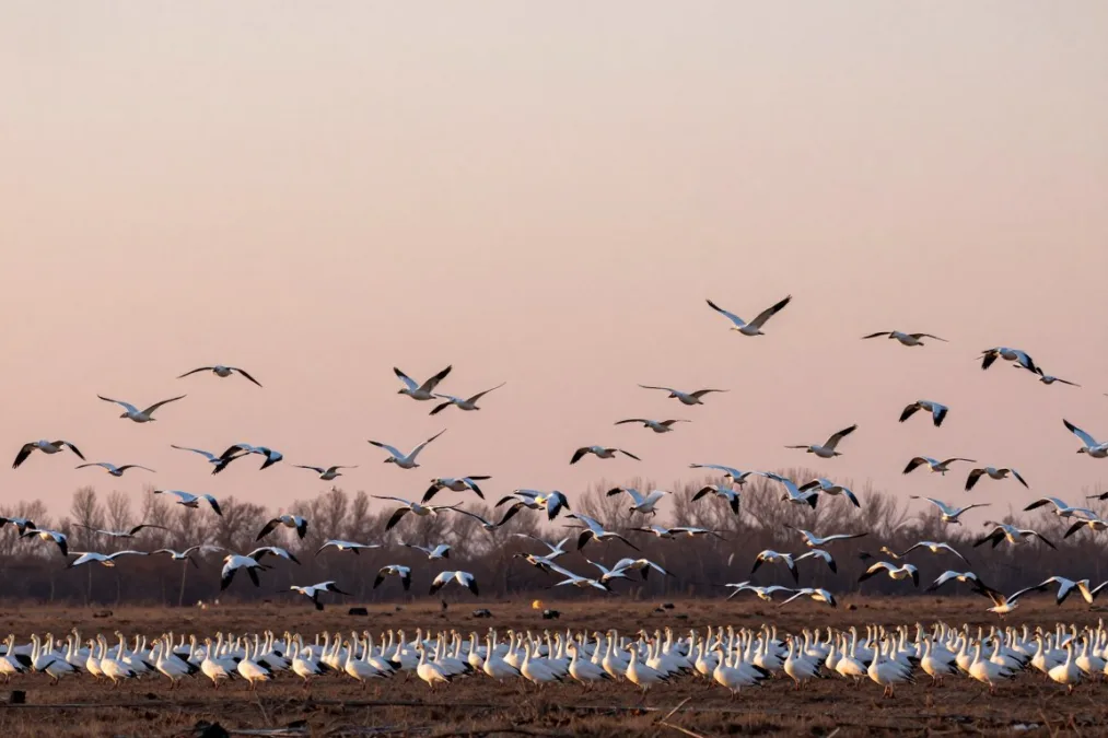 A massive flock of white snow geese rising into the air from a wetland refuge