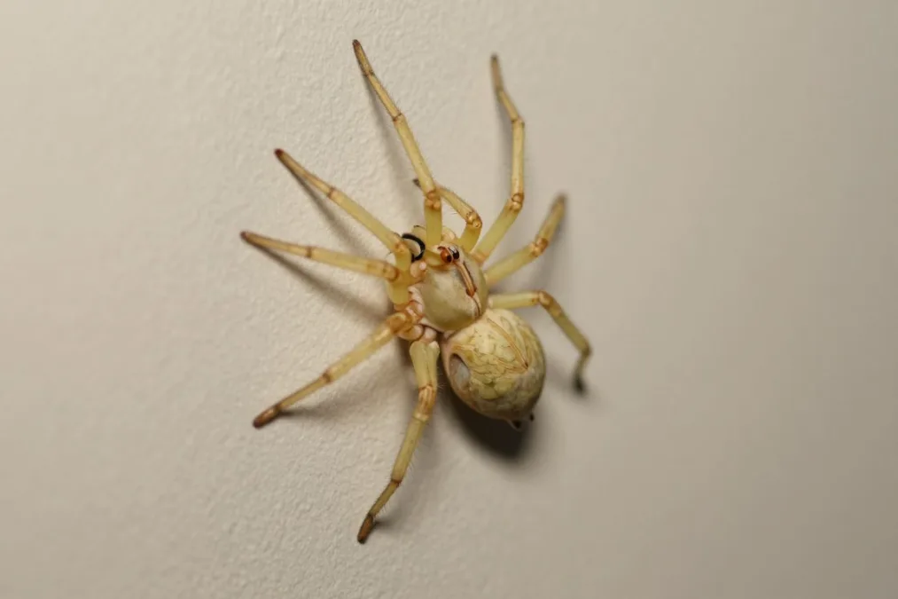 A pale yellow sac spider resting on indoor plaster