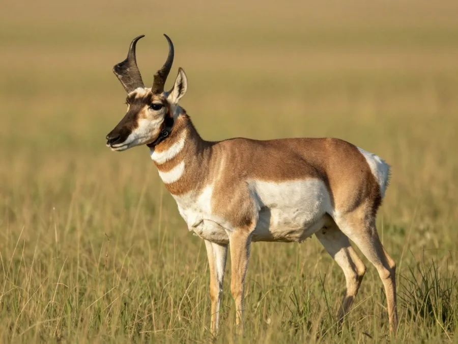 A pronghorn buck showing its deep chest and broad neck A pronghorn buck showing its deep chest and broad neck
