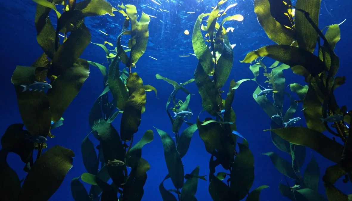 A two-story kelp forest aquarium tank with swimming marine life A two-story kelp forest aquarium tank with swimming marine life